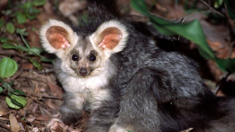 Sugar gliders are nocturnal marsupials that are native to Australia.