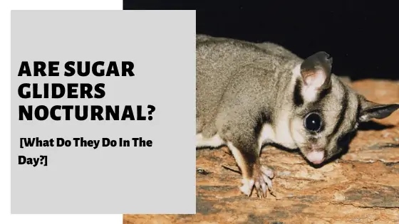 Sugar gliders are nocturnal, so they may be up and about when your dog is trying to sleep.