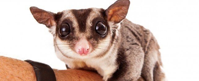 Sugar gliders are not built to withstand the elements and temperature changes that come with being outside.