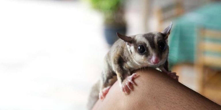 Sugar gliders are not for everybody.