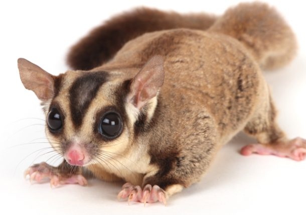 Sugar gliders are not recommended for households with small children.