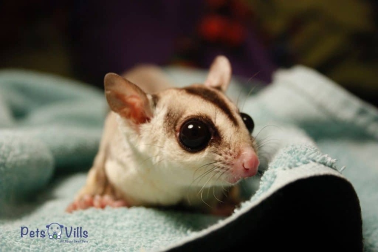 Sugar gliders are not rodents, but they are known to bite.