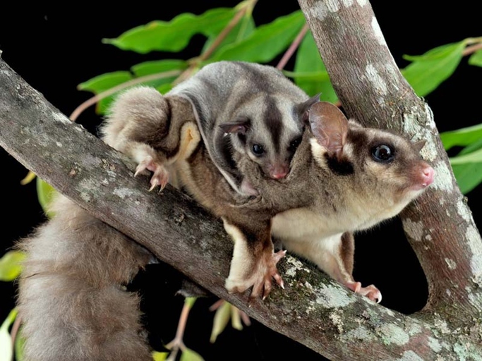 Sugar gliders are small marsupials that are native to Australia, Indonesia, and New Guinea.