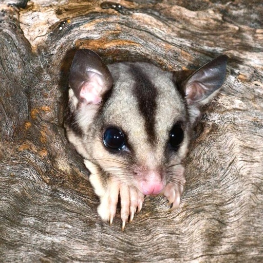 Sugar gliders are small, nocturnal marsupials that are native to Australia.