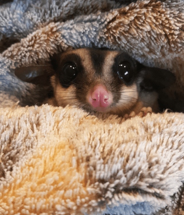 Sugar gliders are susceptible to cold weather and should be kept indoors when the temperature drops.