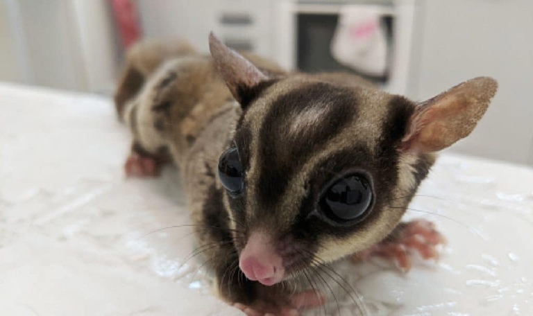 Sugar gliders are susceptible to fleas, so it's important to keep their living area clean.