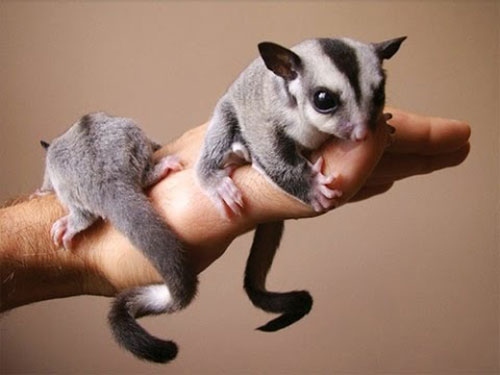 Sugar gliders are very affectionate animals and love to be around their owners.