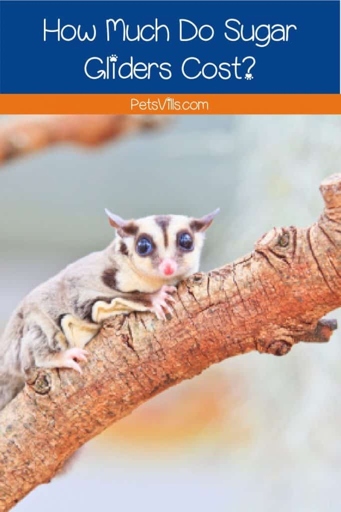 Sugar gliders can be expensive to care for, so you may be wondering if you can get one for free.