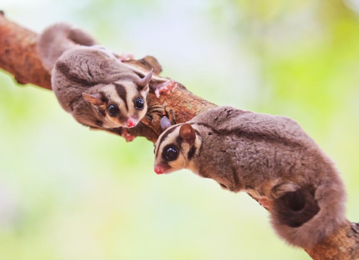 Sugar gliders can live for up to two weeks without food.
