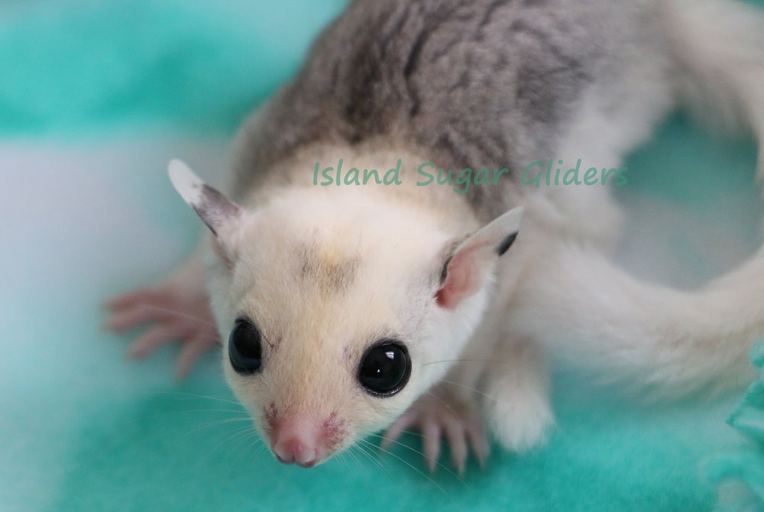 Sugar Gliders can make great pets, but make sure it is legal to own one in your state before buying from a breeder.
