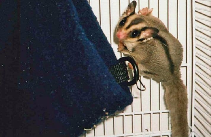 Sugar gliders communicate by making 8 different noises.