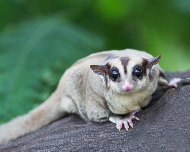 Sugar gliders cost between $100 and $250.