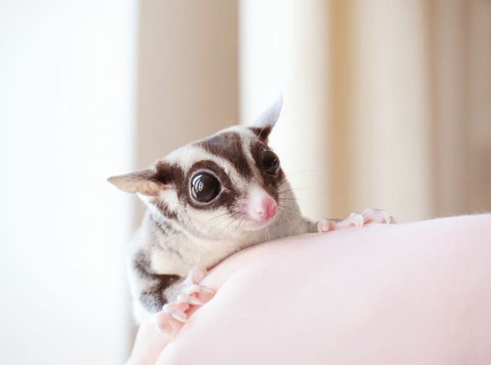 Sugar gliders crab to communicate their needs and feelings to their owners.