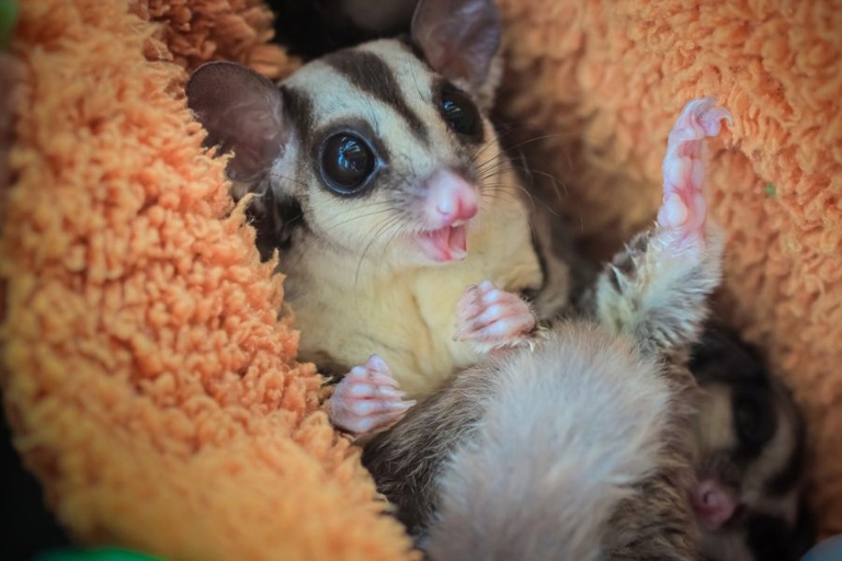 Sugar gliders crab when they are irritated or upset.