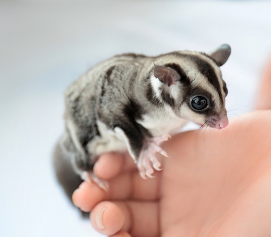 Sugar gliders do not need shots because they are not susceptible to the same diseases as other pets.