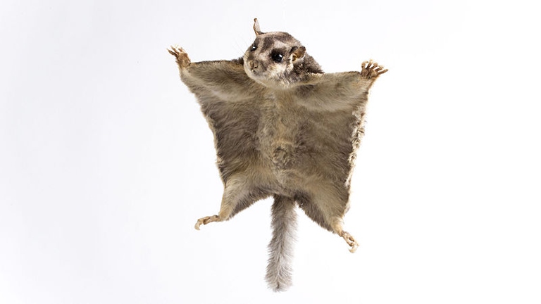 Sugar gliders glide because of the special skin flap between their front and back legs.