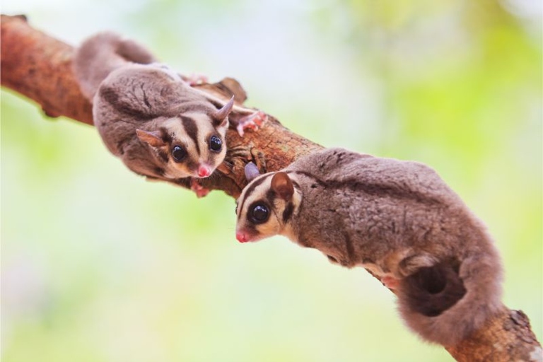 Sugar gliders might be known for their cuteness, but they can also be carriers of diseases.
