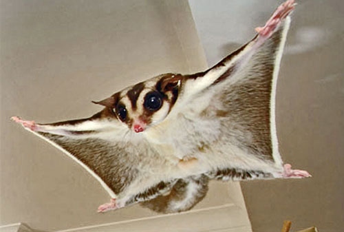 Sugar gliders need at least 10ft of space to glide.