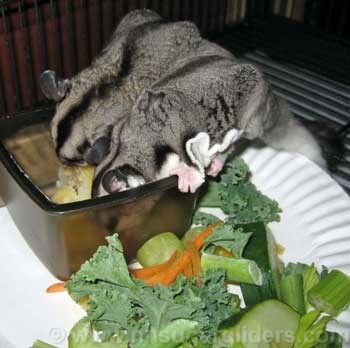 Sugar gliders should avoid eating vegetables that are high in oxalates, such as spinach, kale, and Swiss chard.