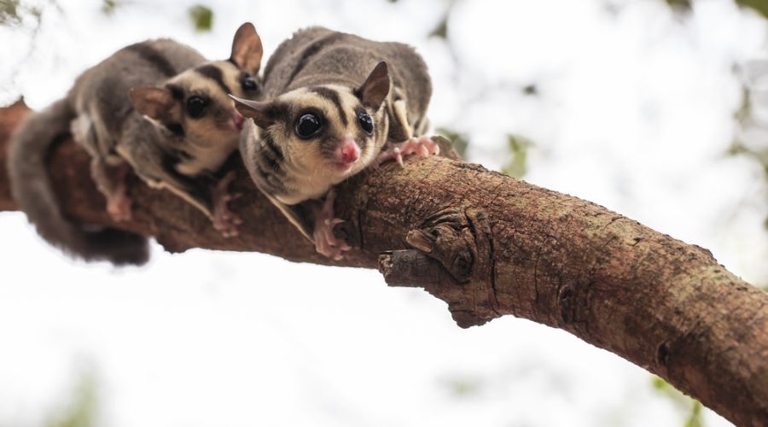 Sugar gliders use a chemical communication system to communicate with each other.