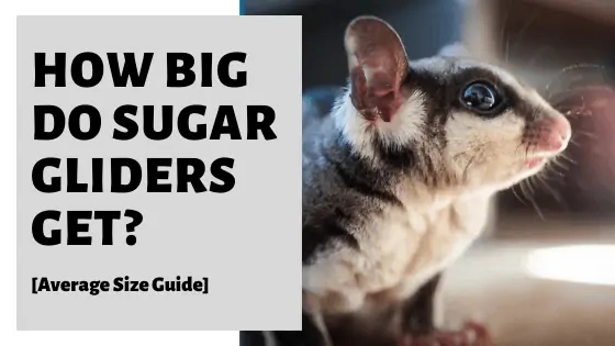 Sugar gliders weigh between 4 and 5 ounces.