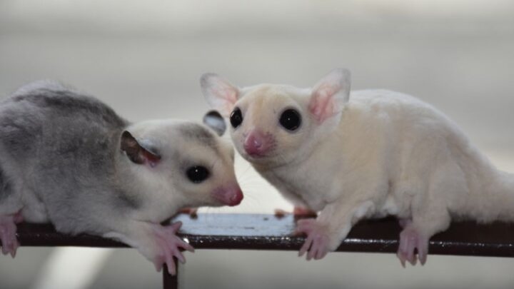 Sugar gliders will fight with each other if they feel threatened.