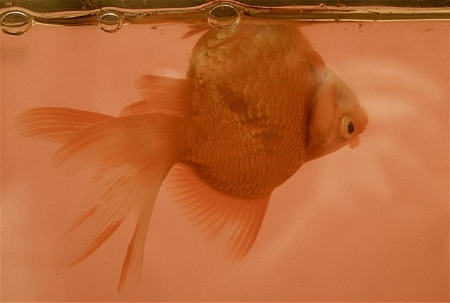 Swim bladder disorder is a common condition in fish that can be caused by a variety of factors.