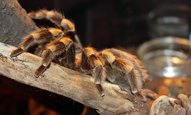 Tarantulas are arachnids and should be kept in an arachnid-appropriate enclosure.
