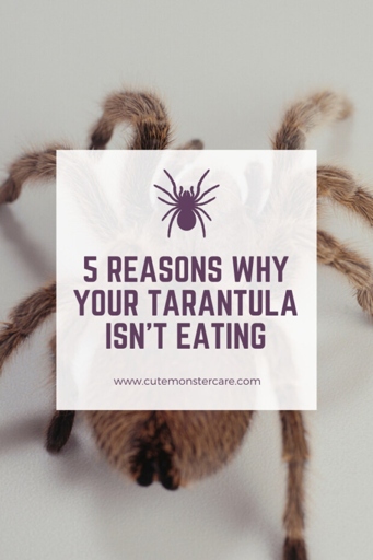 Tarantulas are not very active and only need to eat about once a week.