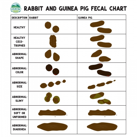 Tear-shaped poop is normal for guinea pigs.