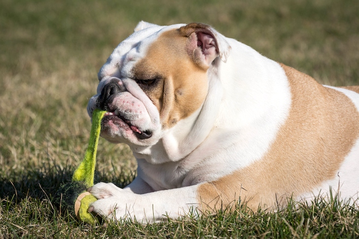 Tennis balls are safe for dogs to play with.
