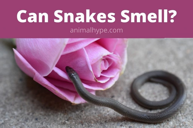 The ability for snakes to smell fear has been debated for years.