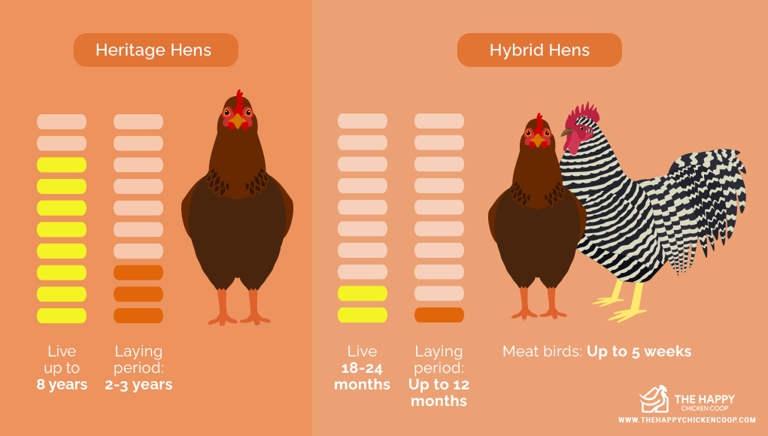 The amount of chicken that is safe for a bird to consume depends on the size and species of the bird.