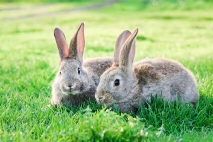 The answer to whether or not wild and domestic rabbits can live together is not as simple as a yes or no.