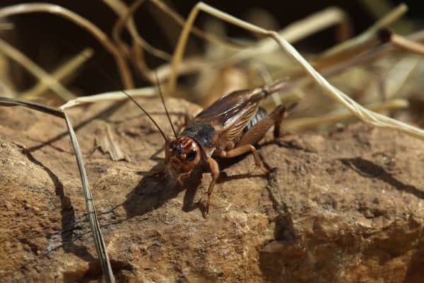 The article explains how math can be used to understand why crickets chirp in unison.