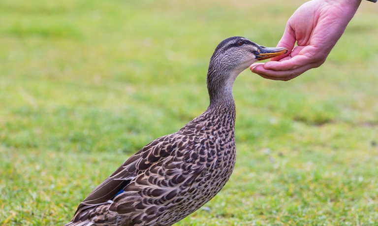 The article is about how food can sometimes cause fighting among ducks.