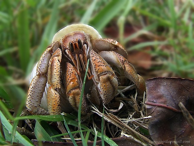 The Australian Land Hermit Crab is a species of hermit crab that can live on land.