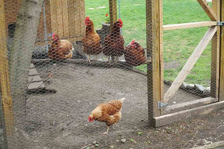 The average chicken coop should hold no more than 10-12 chickens.