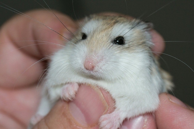 The average cost of taking a hamster to the vet is $45.