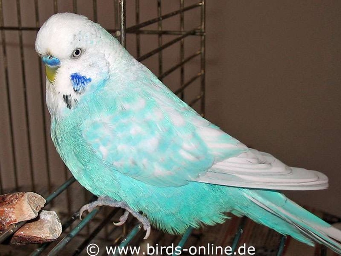 The average lifespan of a budgie is about 10 years.