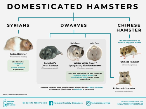 The average lifespan of a hamster is 2-3 years.