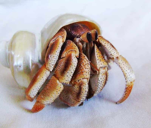 The average lifespan of a hermit crab is about 30 years.