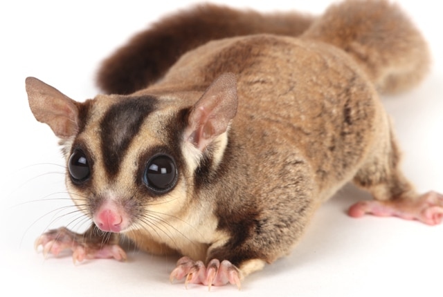 The average lifespan of a sugar glider as a pet is about 10-12 years.