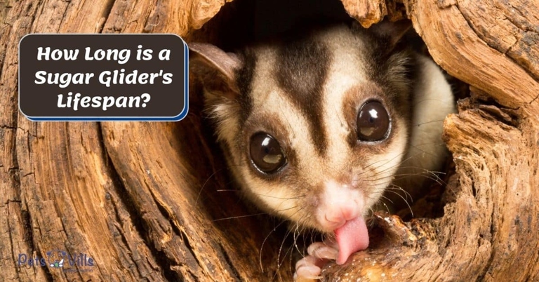 The average lifespan of a sugar glider is 10-15 years.