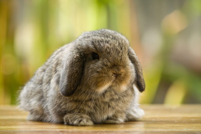 The average size of a rabbit is about 2-4 pounds.