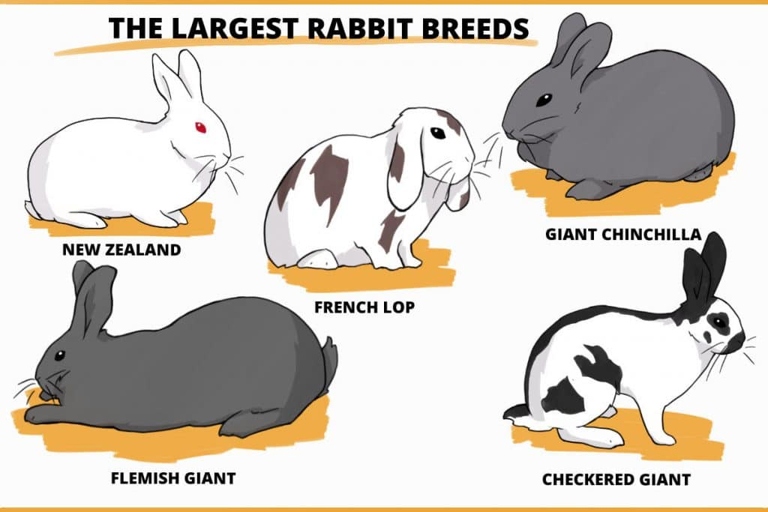 The average weight for a large rabbit is more than eight pounds.