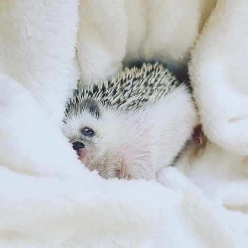 The best bedding for hedgehogs is a soft, absorbent material that can be easily cleaned.