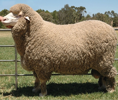 The best breeds of sheep to keep are those that are best suited to the climate and terrain where they will be kept.