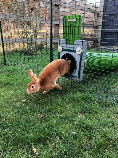 The best environment for your bunny is one that is quiet and has plenty of space to run and play.