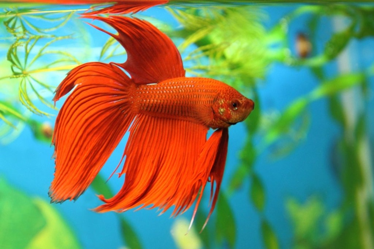 The best fish species for a beginner are goldfish, bettas, and guppies.
